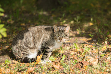 Naklejka na ściany i meble Stray cat sits under a bush in the rays of bright autumn light