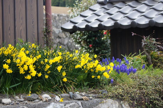 軒先の花（ミニスイセンとムスカリ）ミニスイセン　テータテート (Narcissus,tete a tate,flower,yelow,small,mini,prety,garden,beautiful,plant,spring) 　撮影地：滋賀県大津市木戸