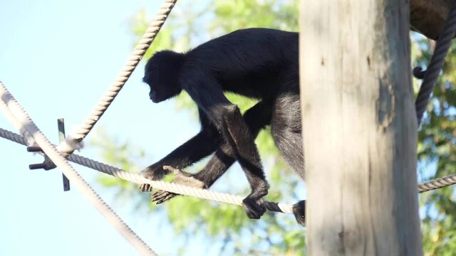 Colombian spider monkey on tree slow motion