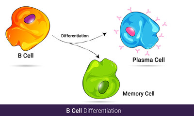 differentiation of B cell or b lymphocyte into memory cell a antibody producing plasma cell, vector illustration design eps n white background