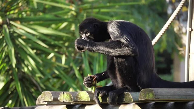 Colombian spider monkey on tree slow motion