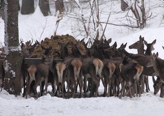 Many  red deers males and females for feeding in winter forest