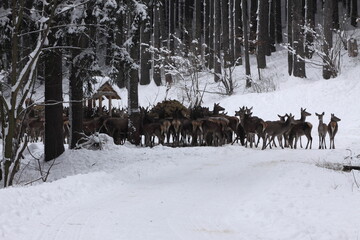 Many  red deers males and females for feeding in winter forest