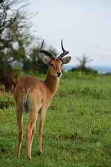 Impala enjoys the time in the green, lush fields in Uganda. Safari in Africa. Antelope with horns in the wild. Wildlife in the savanna