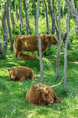 A family of Scottish highlander cows in the national park 
