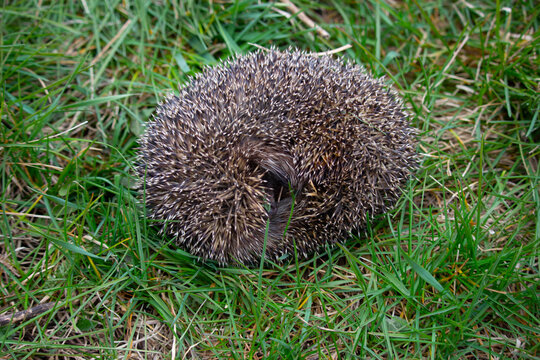 The Prickly Hedgehog Curled Up Into A Ball, Spread Its Needles, And Stuck Its Nose Out.
Background Green Grass Of The Meadows.