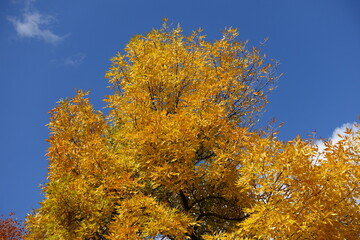 Fototapeta na wymiar Amber yellow autumnal foliage of Fraxinus pennsylvanica against blue sky in October