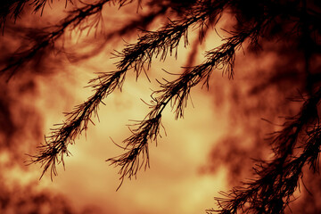 Horror concept silhouette of a larch branch, coniferous tree on the background of an eerie mystical red orange sunset sky