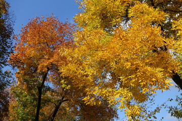 Brown and yellow autumnal foliage of Fraxinus pennsylvanica against blue sky in October