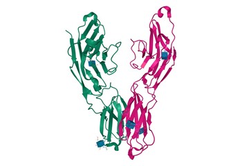 Crystal structure of human CD33, 3D cartoon model of homodimer with differently colored chains, white background