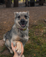 cute dog gives paw to say hello
