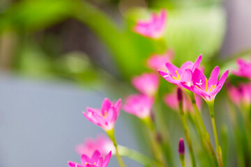 beautiful pink rain lily flower