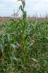 corn field in the morning hours of ripening