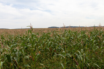 cornfield to the horizon
