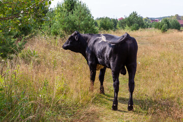 One-year-old, strong, black bull grazing in a meadow