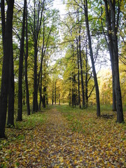 Obraz premium autumn in the park