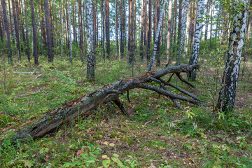 An old, dry, fallen tree in a pine forest