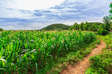 green corn field in agricultural garden