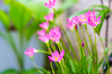 beautiful pink rain lily flower