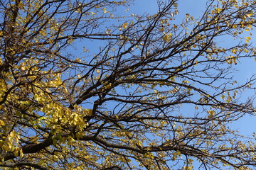 Clear blue sky and branches of mulberry in mid October