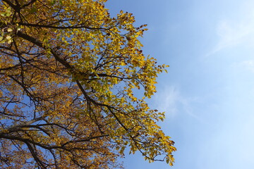 Sky and branches of mulberry in mid October