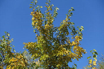 Upright branches of mulberry against blue sky in mid October