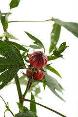 Hibiscus sabdariffa red or roselle fruits and flower iisolated on white background