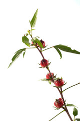 Hibiscus sabdariffa red or roselle fruits and flower iisolated on white background