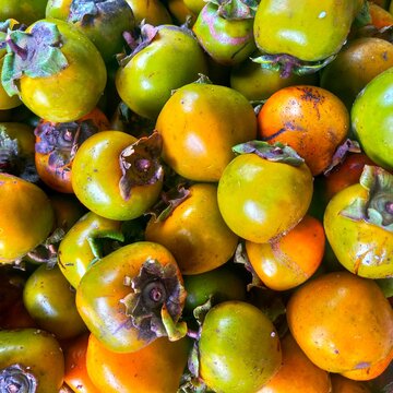 persimmon fruit