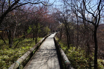 Trail path surrounded by winter tree, Senjogahara Marshland in Nikko, Tochigi prefecture, Japan - 戦場ヶ原 栃木県 日光市