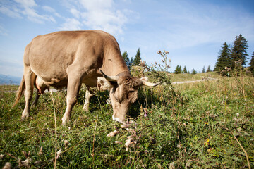Dairy cow on the pasture in summertime
