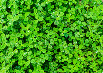 Green clovers after the rain