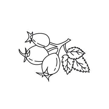 Black and white drawing of wild rose berries. Clip art. Suitable for postcards, flyers, banners, invitations. Vector illustration for art therapy, antistress coloring page for adults and children.