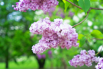 Blooming lilac flowers
