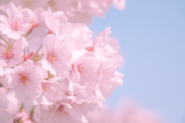 桜アップと青空