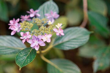 夏の始まり、紫陽花