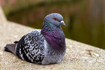 close up of a pigeon