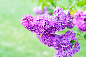 Obraz premium Blooming lilac flowers