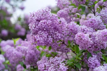 Foto op Plexiglas Blooming lilac flowers © neirfy