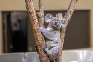 コアラ, Koala
