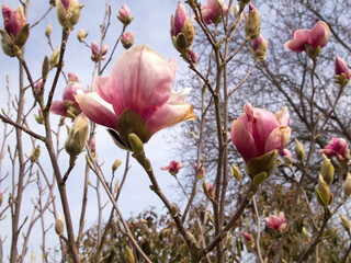 Magnolia tree in sunny springtime.