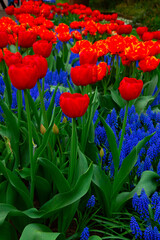 Tulips and bluebells