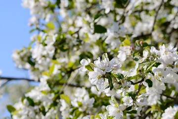 Blooming apple tree branch. Apple tree flowers