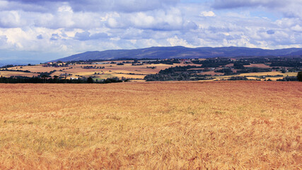 Fototapeta na wymiar landscape with a grain field and trees