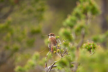 Female red-backed shrike, Lanius collurio, holding a straw for nest building 