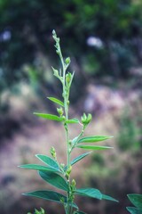 small green plant 