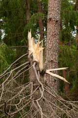 Broken trunk of spruce, forest damaged by strong storm
