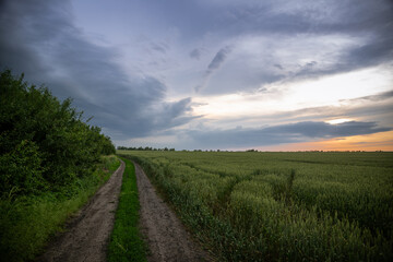 Wheat fields with a long road and beautiful sunset sky with thunderstorm clouds.