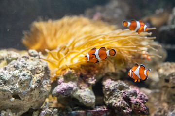 カクレクマノミとイソギンチャク