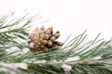 Fir pine cone on a branch with needles on a winter blurred background